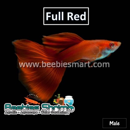 Full Red Guppy
